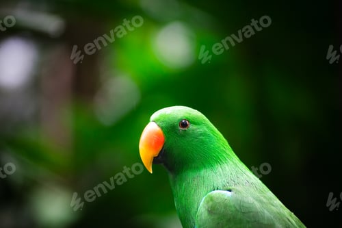 Preview: Amazing portrait of green parrot in jungle