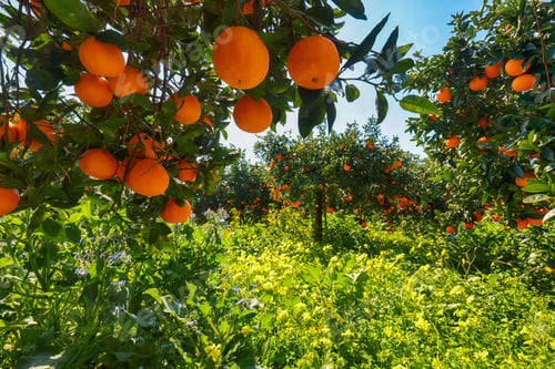 Preview: Ripe oranges on tree in orange garden.