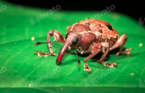 Preview: Weevil Up Close at Night in Belize