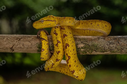 Preview: Yellow-phase Green Tree Python perched on a tree