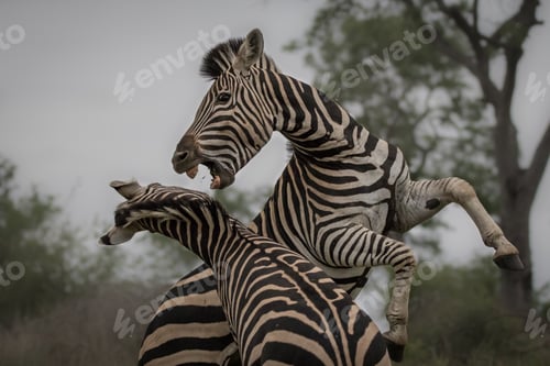 Preview: Two zebras, Equus quagga, raise up on their hind legs and fight