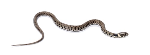 Preview: Grass snake, Natrix natrix, Isolated on white
