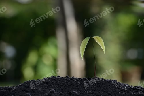 Preview: Young Plant