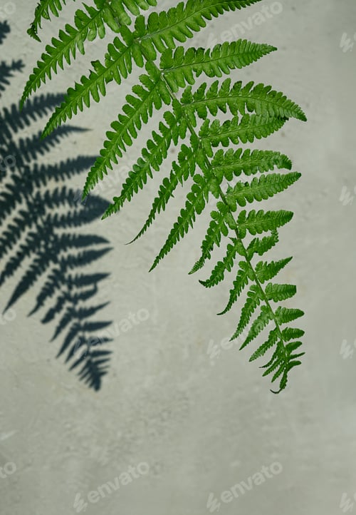 Preview: Fern leaf and its shadow