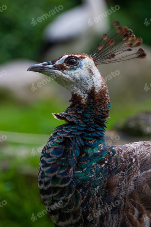 Vista previa: Peahen in nature profile