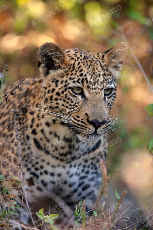 Preview: Leopard - Khwai River region - Botswana