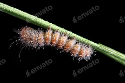Preview: Fall Webworm