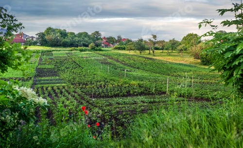 Preview: Vegetable garden of farmers б peasant beds
