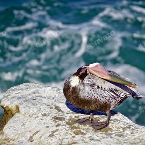 Preview: It was so interesting watching these pelicans as they moved their head around
