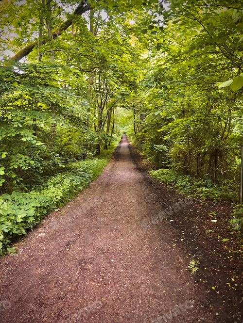 Preview: Footpath in the green forest
