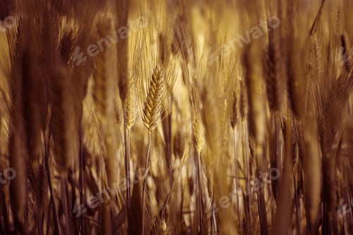 Preview: Closeup of golden ears of wheat in the field under the sunlight