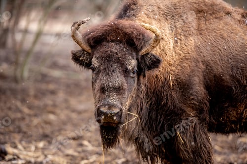 Preview: Buffalo on the nature