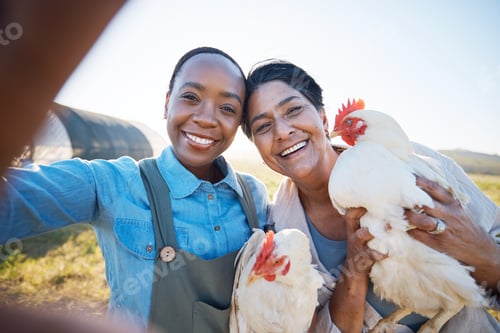 Preview: Smile, selfie or farmers on farm with chickens on field harvesting poultry livestock in small busin