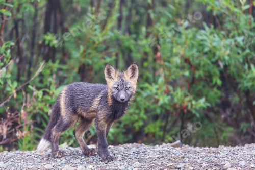 Preview: Polar fox