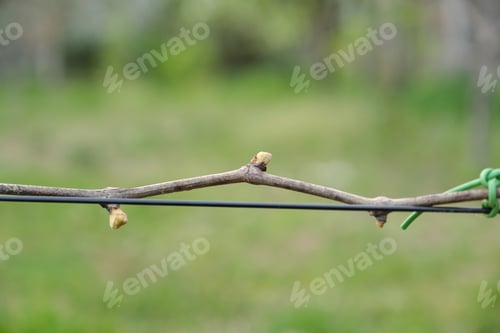Preview: Spring branch of grapes with buds on the wire