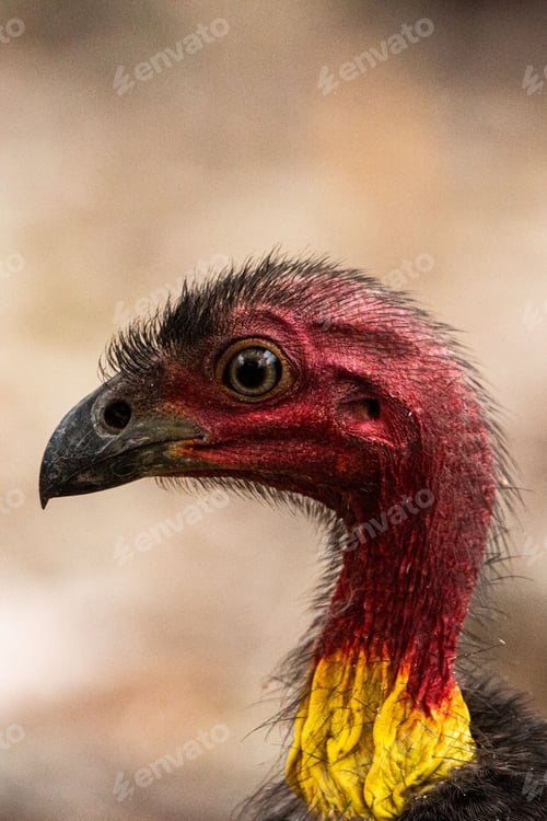 Preview: Vertical and closeup shot of the Australian bush turkey