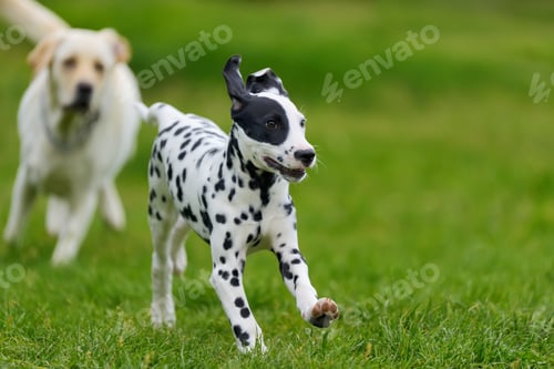 Preview: Dalmatian dog outdoors in summer