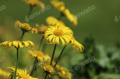 Preview: Yellow flowers against green grass