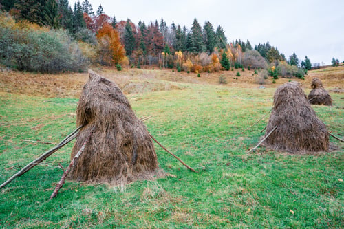 Preview: A large number of haystacks in a green meadow with cloudy weather