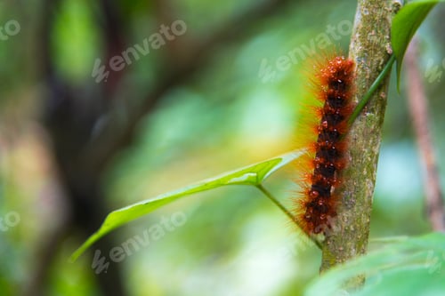 Preview: life in nature