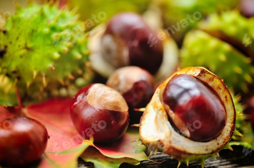 Preview: Fresh chestnuts on background autumn leaves