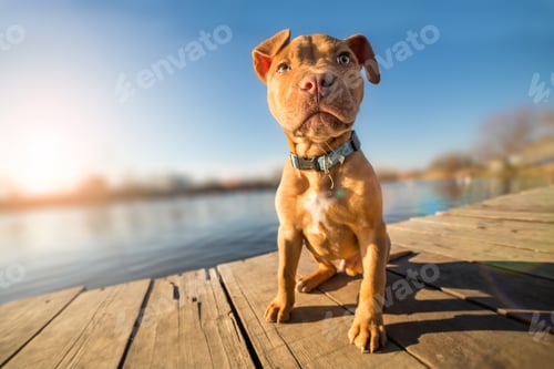 Preview: puppy, pet, dog, pets, dogs