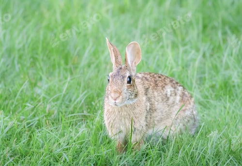 Preview: Cottontail Rabbit