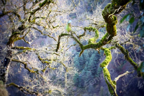 Preview: Green branches covered with moss