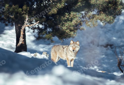 Preview: Wolf on hill near stones and snow