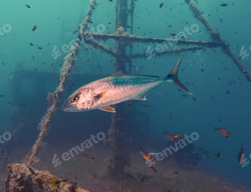 Preview: Greater amberjack from Cyprus