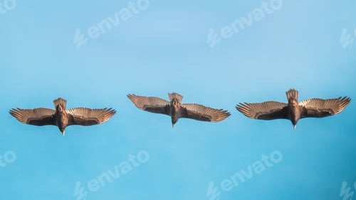 Preview: Three birds soaring with wings outstretched in the sky of Cobquecura, Nuble Region, Chile