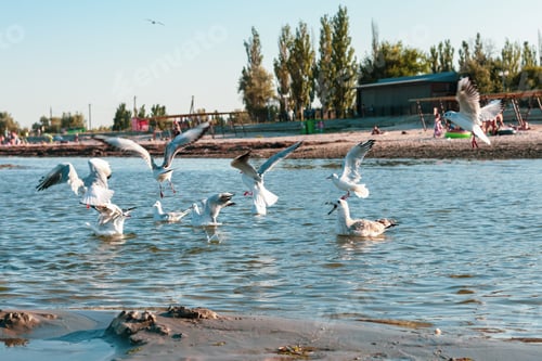 Preview: A flock of ivory gulls in the water on the shore