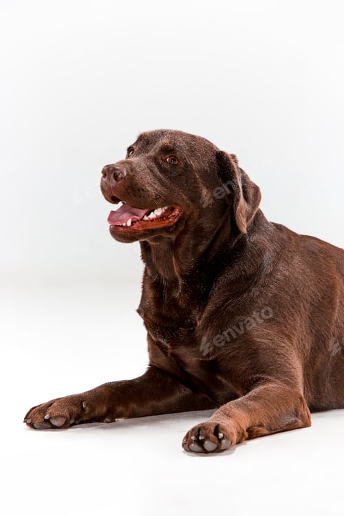 Preview: The brown labrador retriever on white