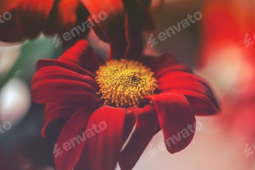 Preview: Close up of chrysanthemums