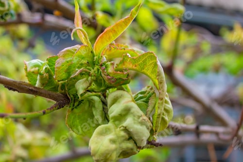 Preview: tree leaf disease, twisted peach tree leaves.