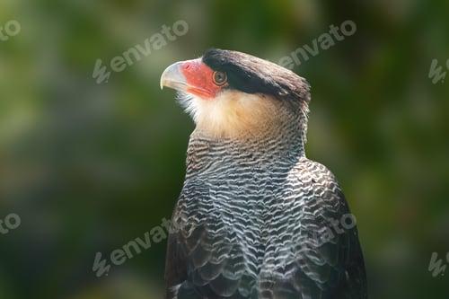 Preview: Southern Crested Caracara (Caracara plancus)
