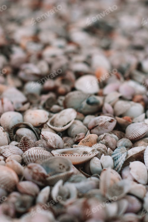 Preview: Sea shells