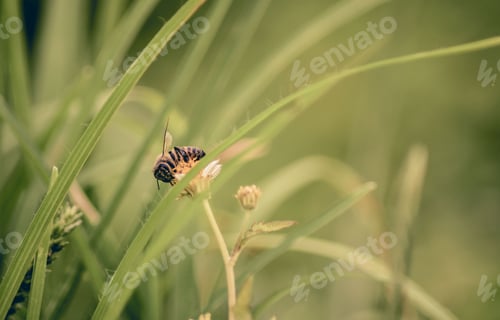 Preview: Macro shot of a bee collecting nectar from a yellow flower in a grassland