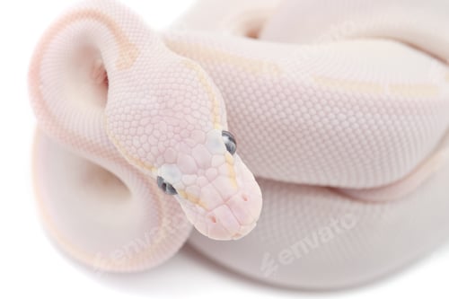 Preview: Snake Ball python isolated on white background