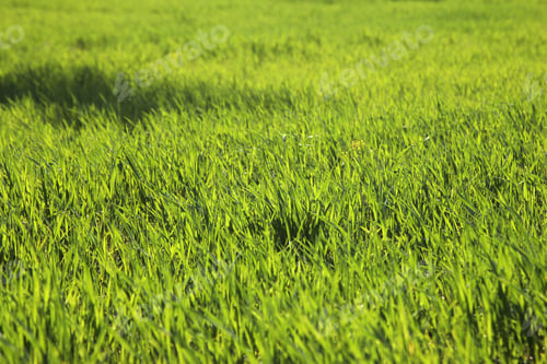 Preview: Young wheat seedlings growing in a field.