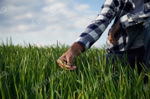 Preview: Man's hand touching the grass on the agricultural field