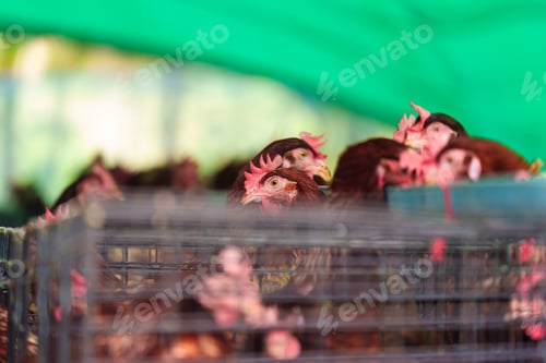 Preview: Chicken poultry farming for meat and eggs production in coop