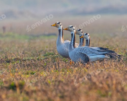 Preview: Bar-headed geese (anser indicus) in the field