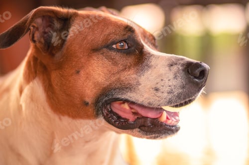 Preview: chocolate dog looking at the horizon