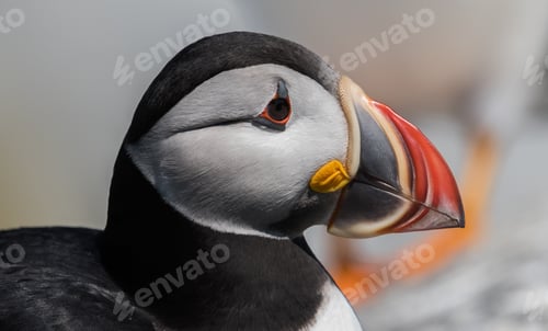 Preview: Atlantic Puffin Portrait in Maine