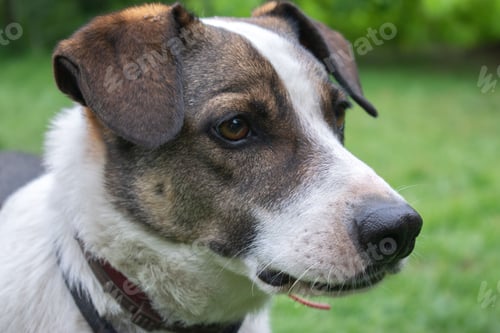 Preview: Dog standing in a lush green grassy field