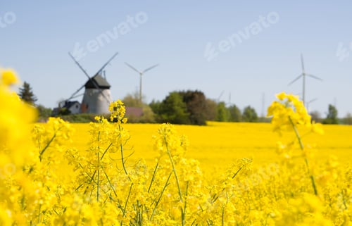 Preview: rapeseed and windmills