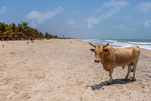 Preview: Picture of a cow in a beach surrounded by sea and greenery under a blue sky in the Gambia