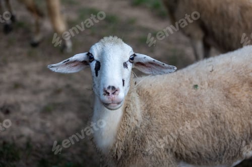 Preview: White sheep standing in a lush green grassy field, gazing into the horizon