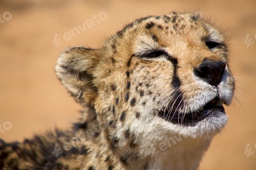 Preview: Cheetha looking for food